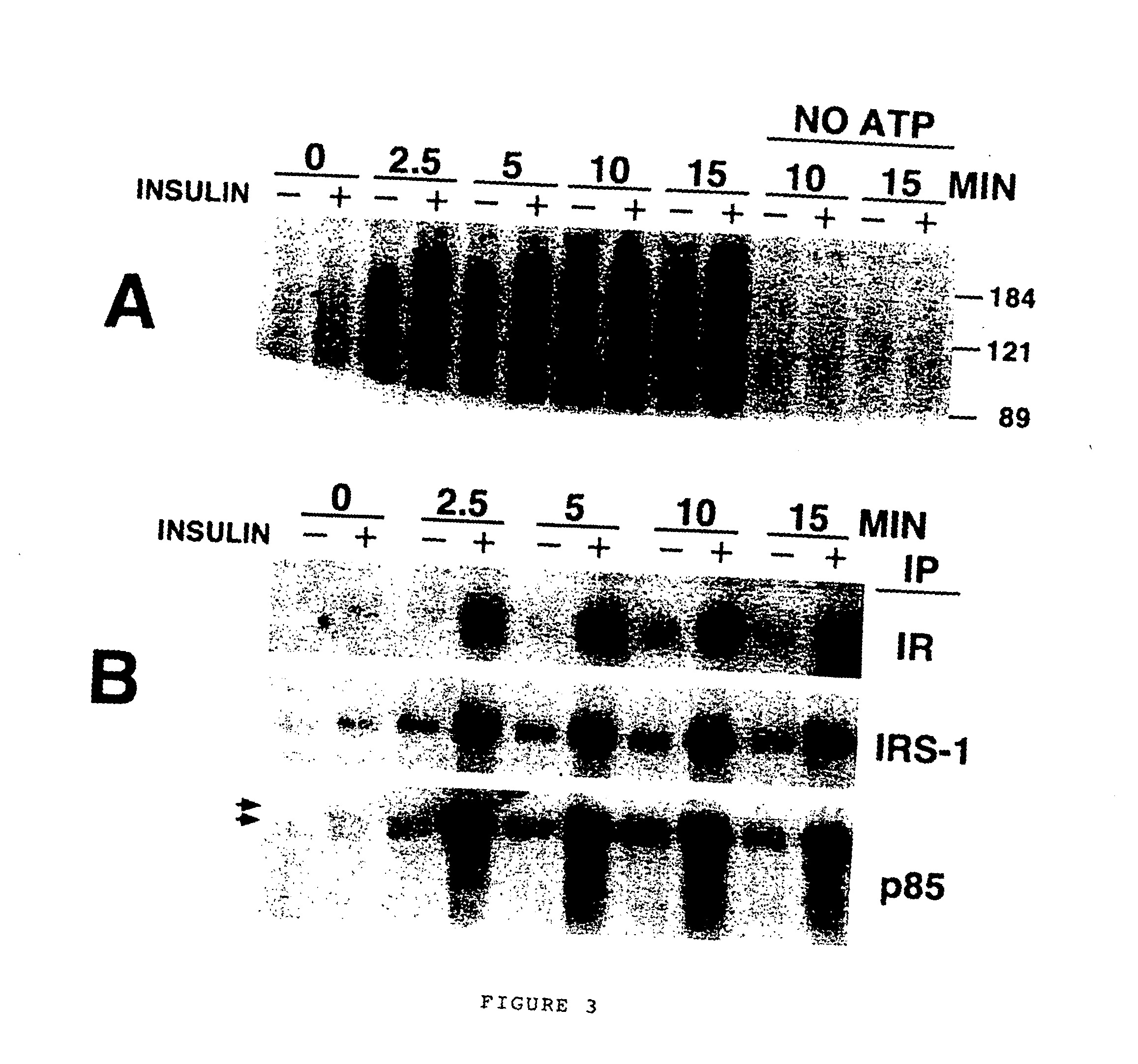 Cell-free assay for insulin signaling