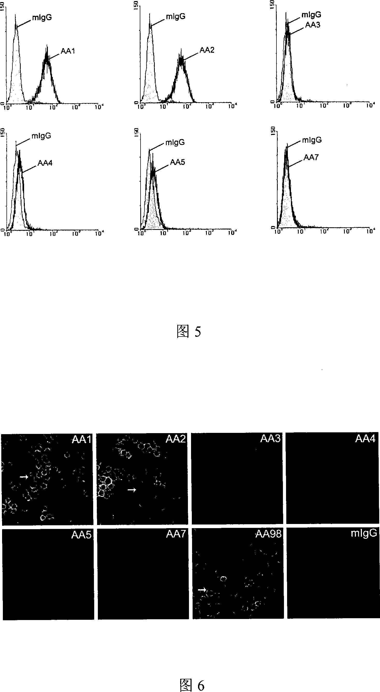 Antihuman CD146 monoclone antibody, composition containing the same, and method for testing dissolubility CD146