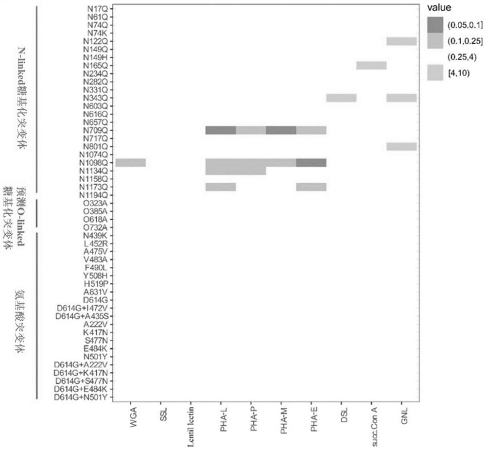 Application of wheat germ agglutinin in the preparation of products for inhibiting coronavirus