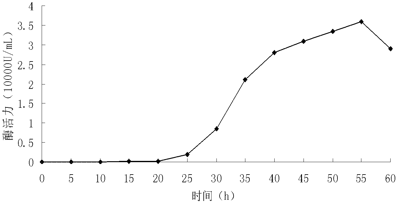 Method for producing alkaline protease