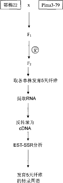 Method for building cotton fiber transcription genetic linkage map by EST-SSR sign