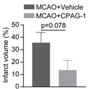 Application of CPAG-1 in preparation of ischemic brain injury neuroprotective agent medicine