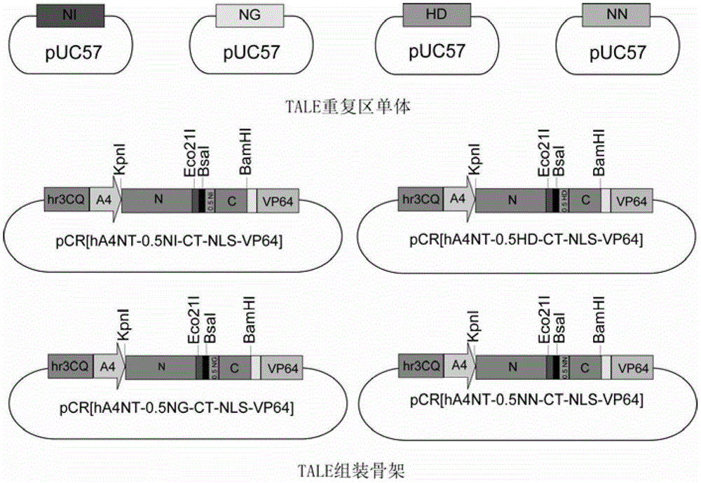 Efficient assembling method of transcription activator-like effectors (TALE) repeating region for editing silkworm genome and framework carrier thereof
