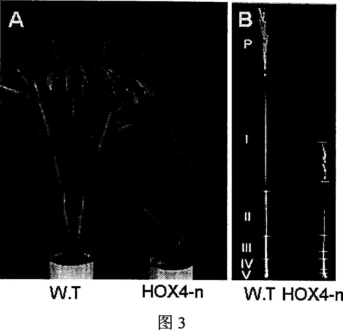 Transcription factor gene OsHOX4 for controlling synthesis of rice gibberellin and use thereof