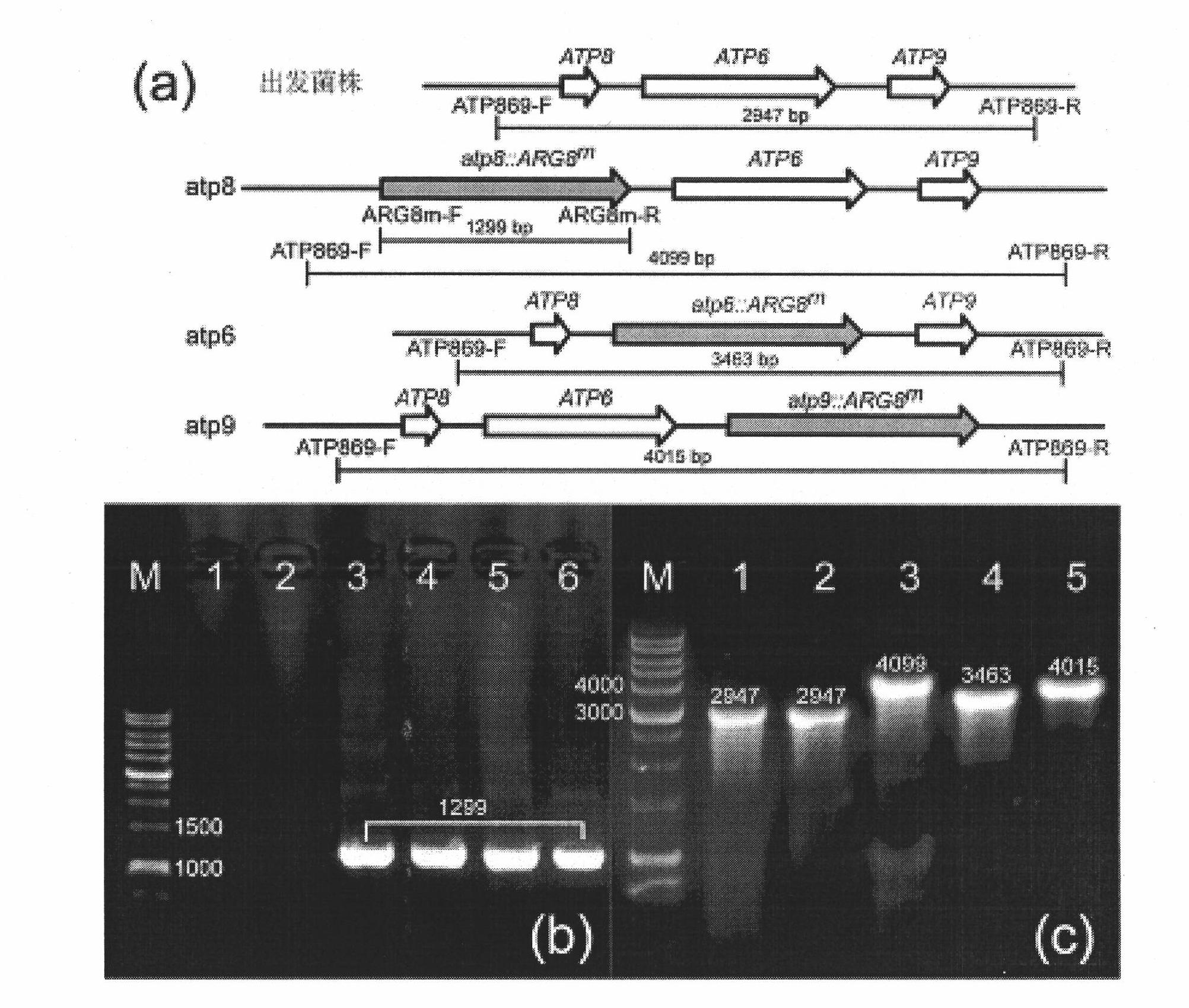 Method for knocking out torulopsis glabrata mitochondrion gene