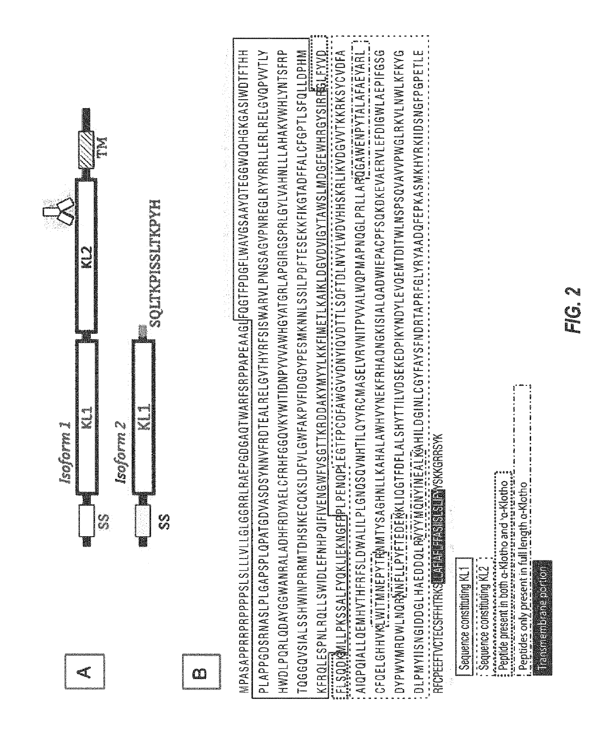 Products and methods for assessing and increasing klotho protein levels