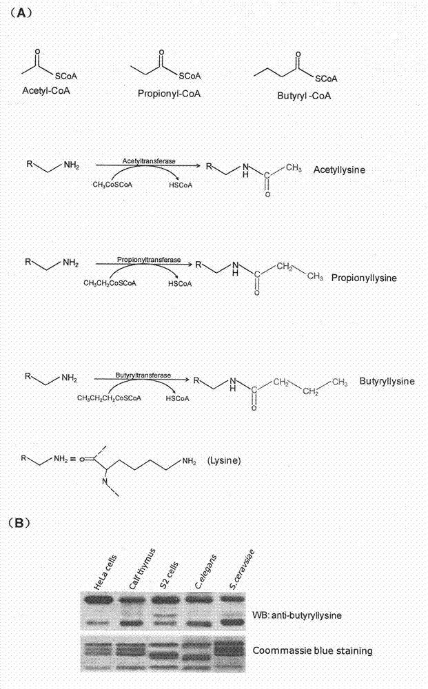Method for screening and testing activity of lysine propionylation removal enzyme and butyrylation removal enzyme