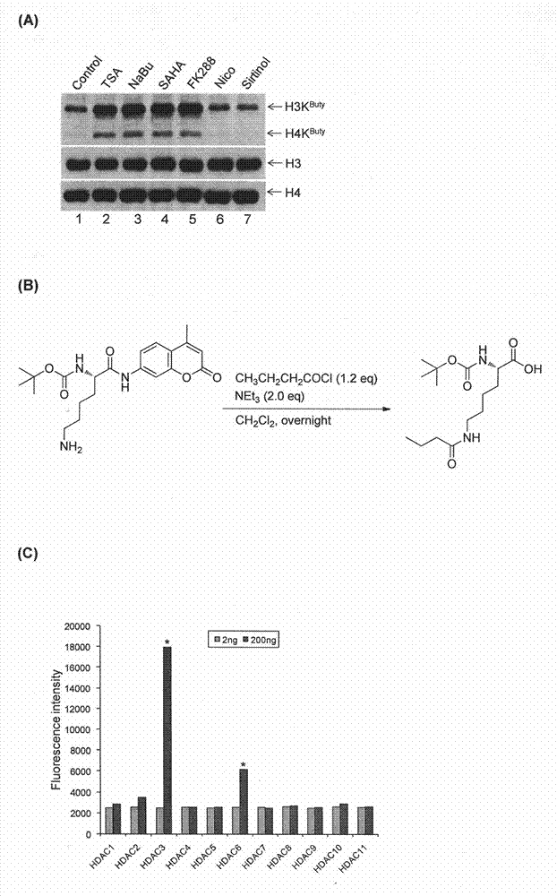 Method for screening and testing activity of lysine propionylation removal enzyme and butyrylation removal enzyme