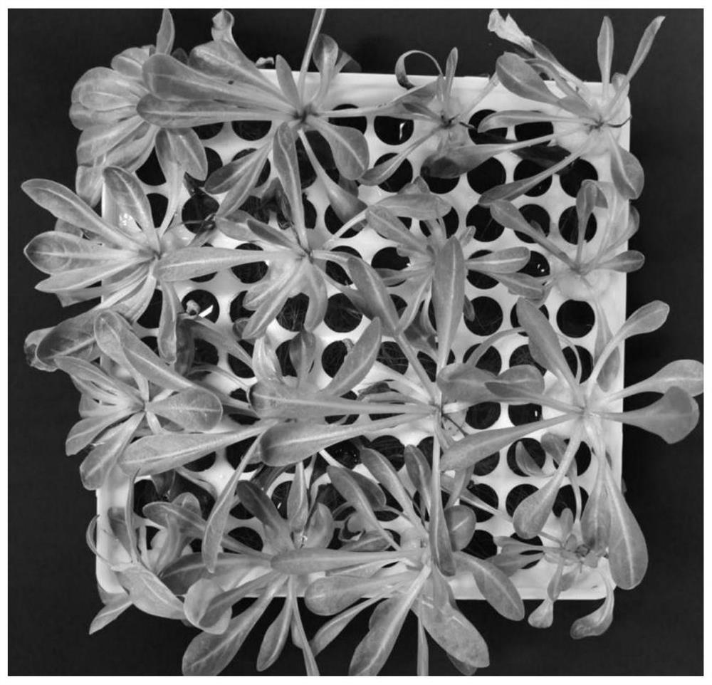 Nutrient solution for improving transplanting survival rate of kok-saghyz tissue culture seedlings and improving method