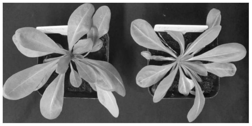 Nutrient solution for improving transplanting survival rate of kok-saghyz tissue culture seedlings and improving method