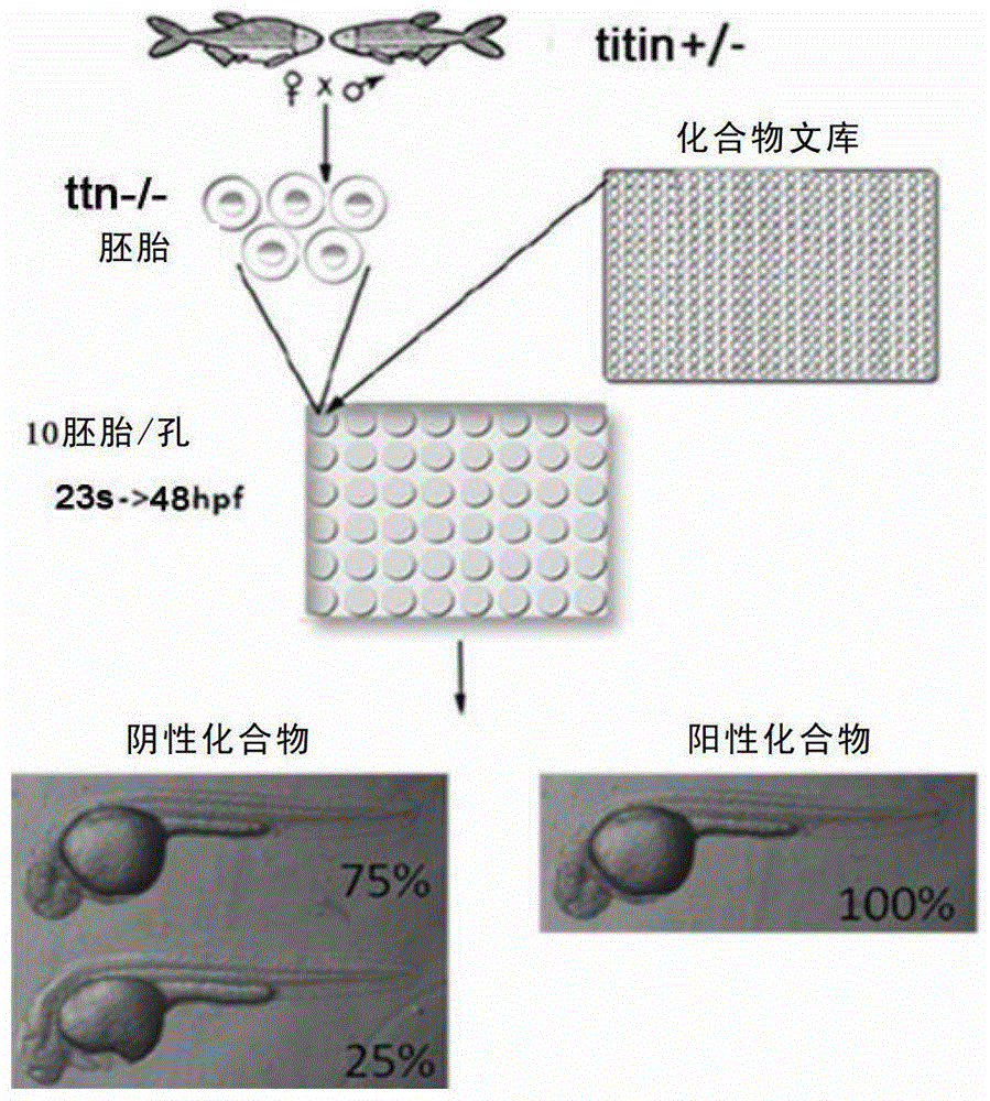 Establishment and application of dilated cardiomyopathy zebrafish disease model