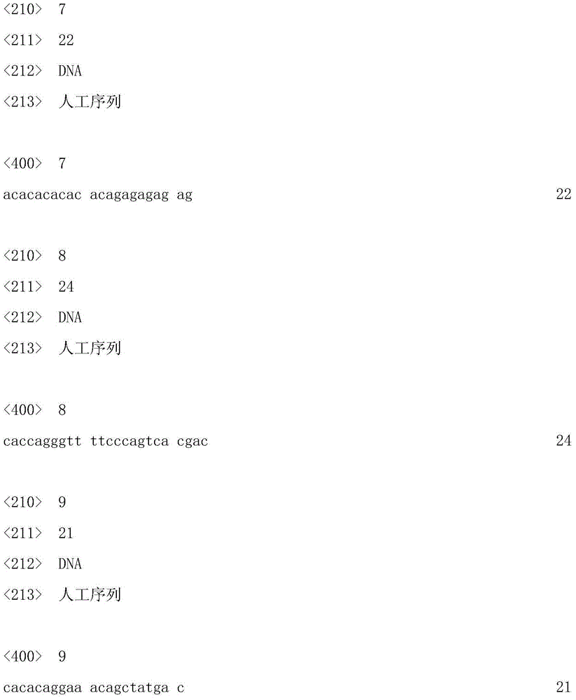 Red cone ssr5 marker, primer pair, preparation method and application thereof