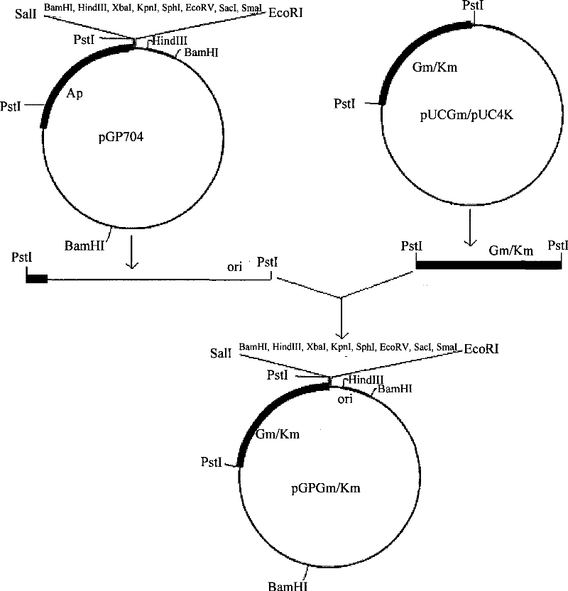 Enterobacteria recombinant strain and use thereof