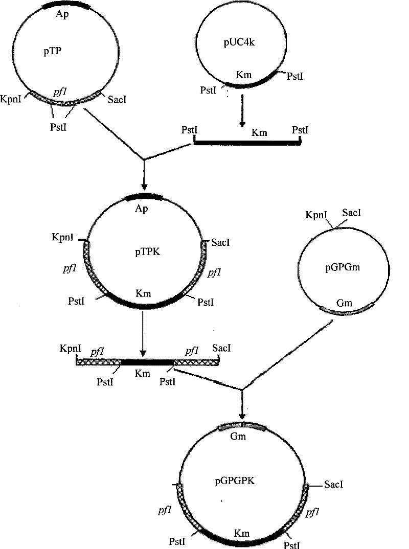 Enterobacteria recombinant strain and use thereof