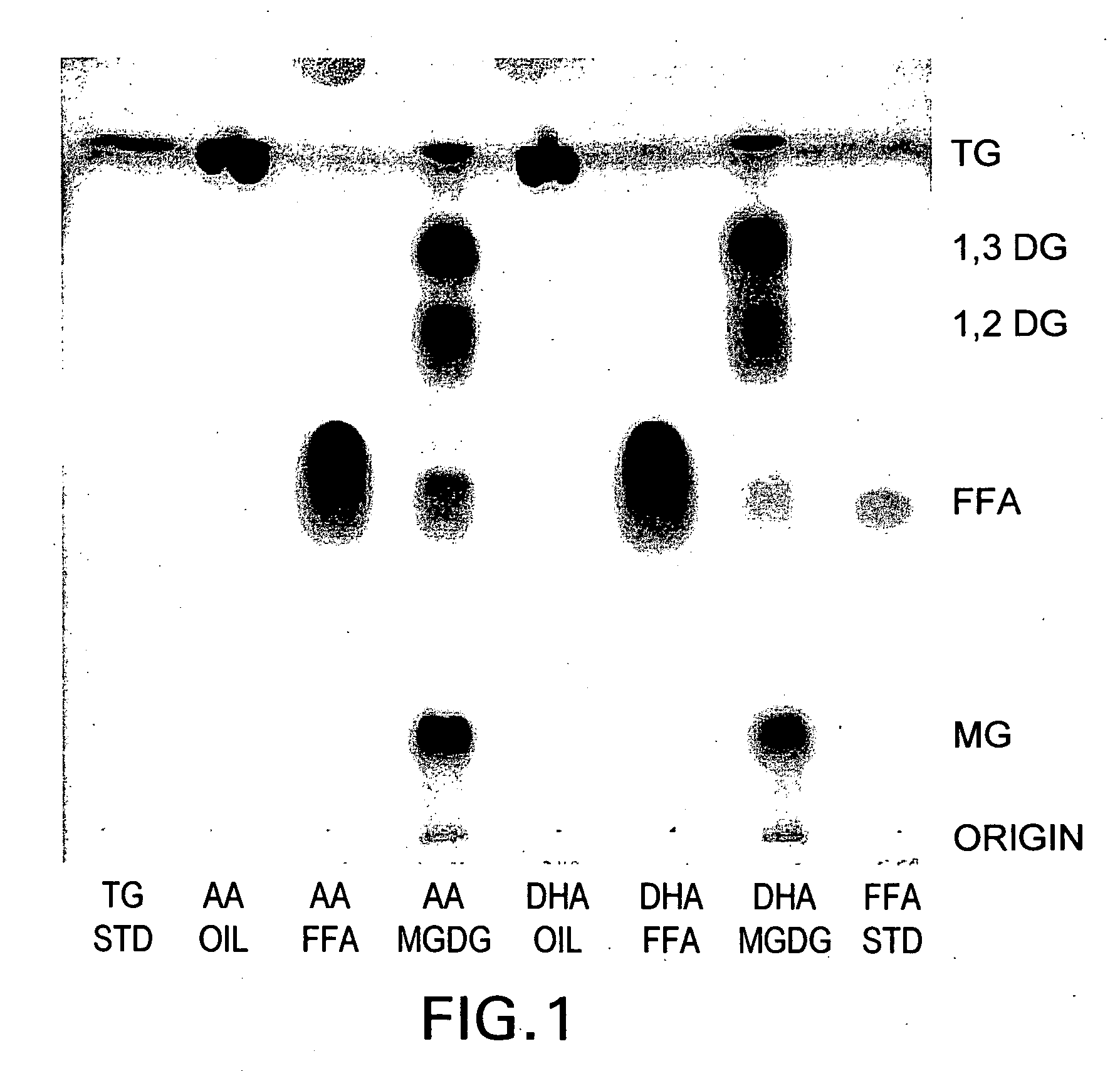 Glyceride compositions and methods of making and using same