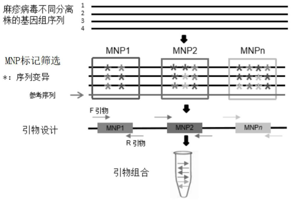 MNP marker site of measles virus, primer composition, kit and application of MNP marker site