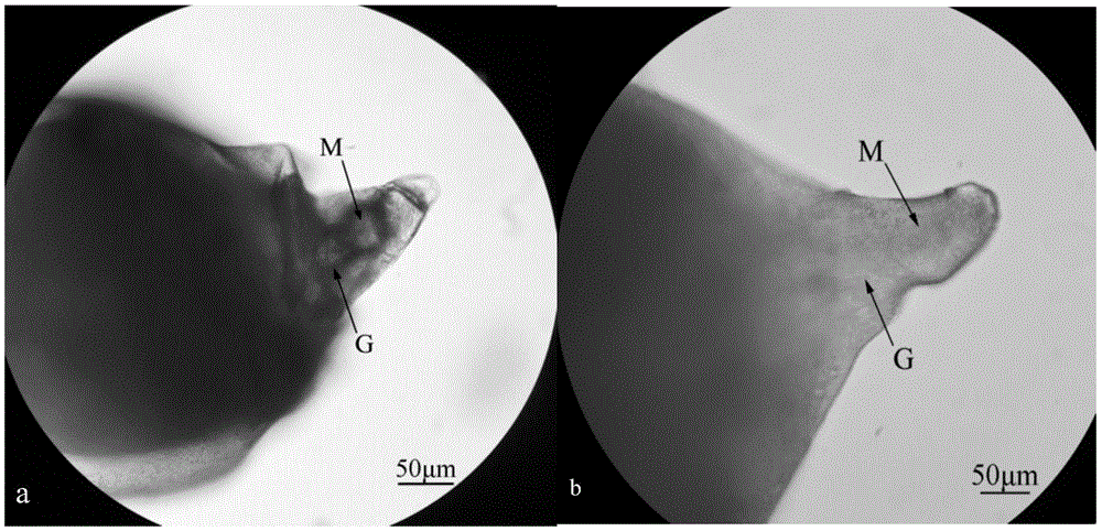 Female root-knot nematode esophageal gland gene in-situ hybridization technology and application thereof