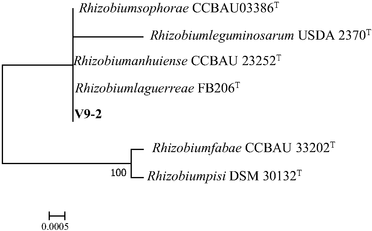 Rhizobium anhuiense V9-2 and application thereof