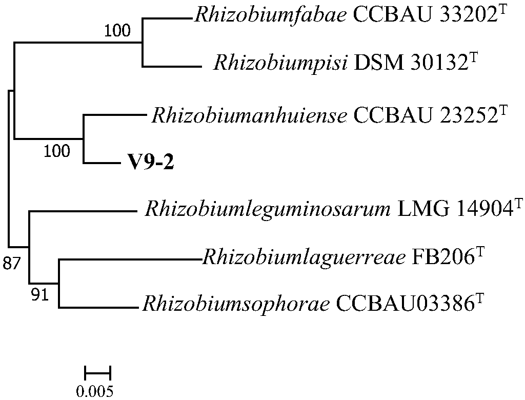 Rhizobium anhuiense V9-2 and application thereof