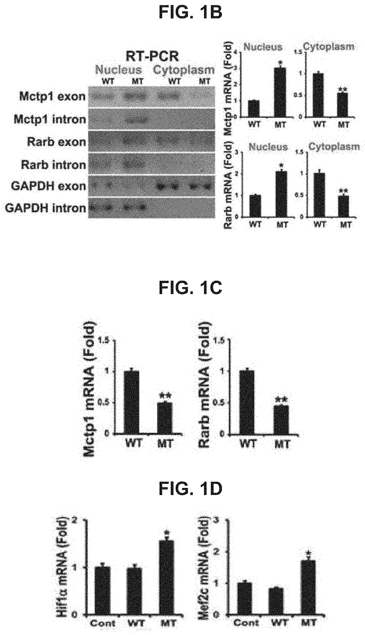USE OF miR-18b FOR PREVENTION, TREATMENT, OR DIAGNOSIS OF MUSCLE DISEASE AND NEUROMUSCULAR DISEASE