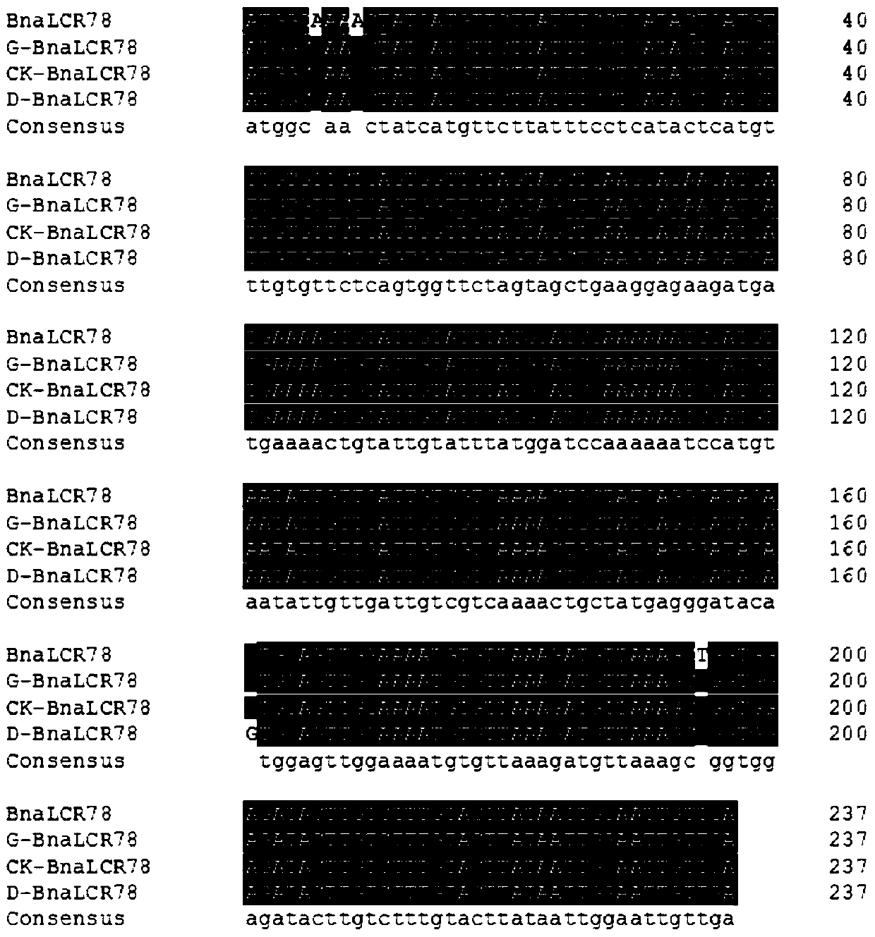A method for determining high oleic acid content in Brassica napus based on bnalcr78 gene