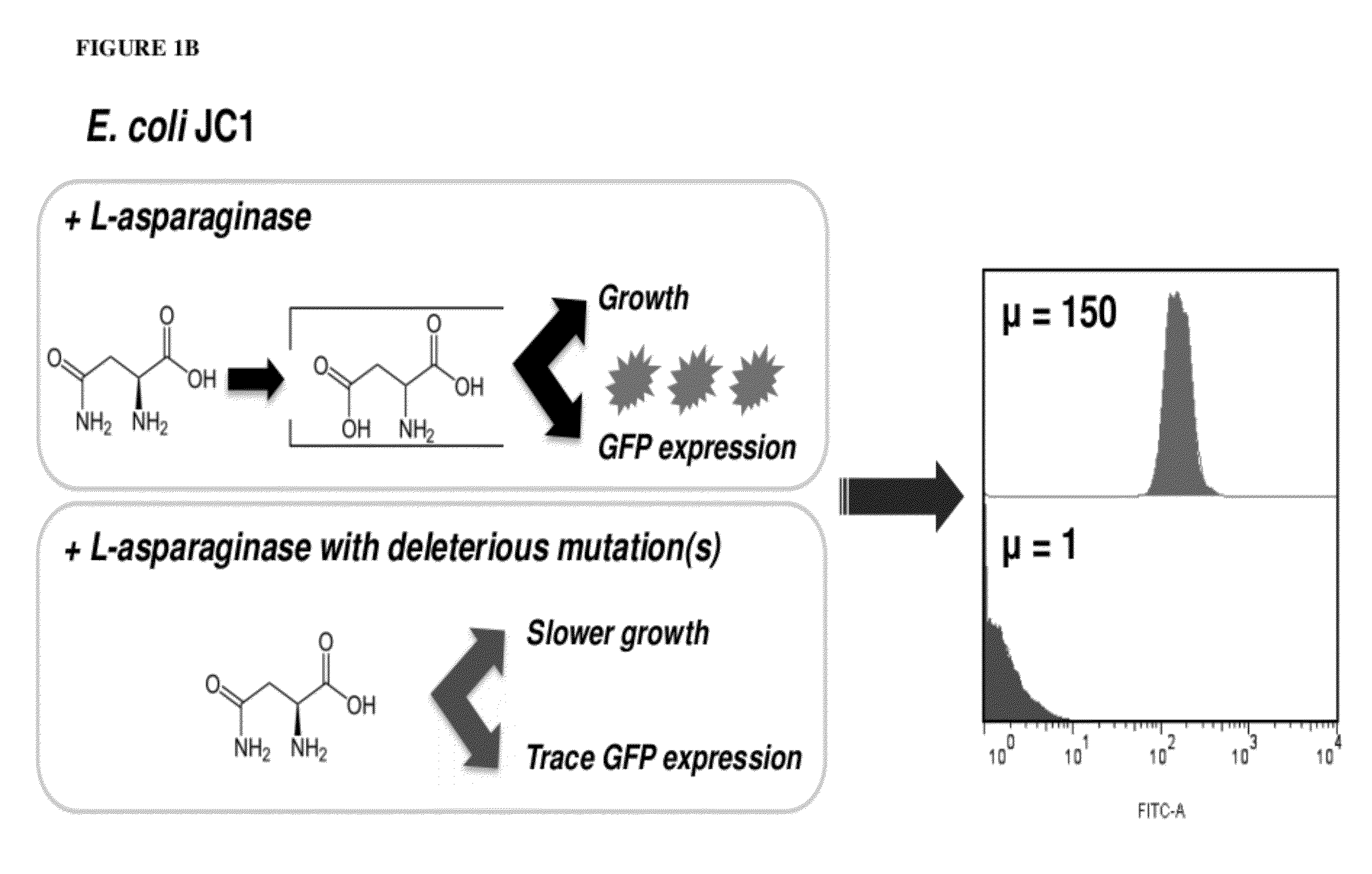 Compositions and method for deimmunization of proteins