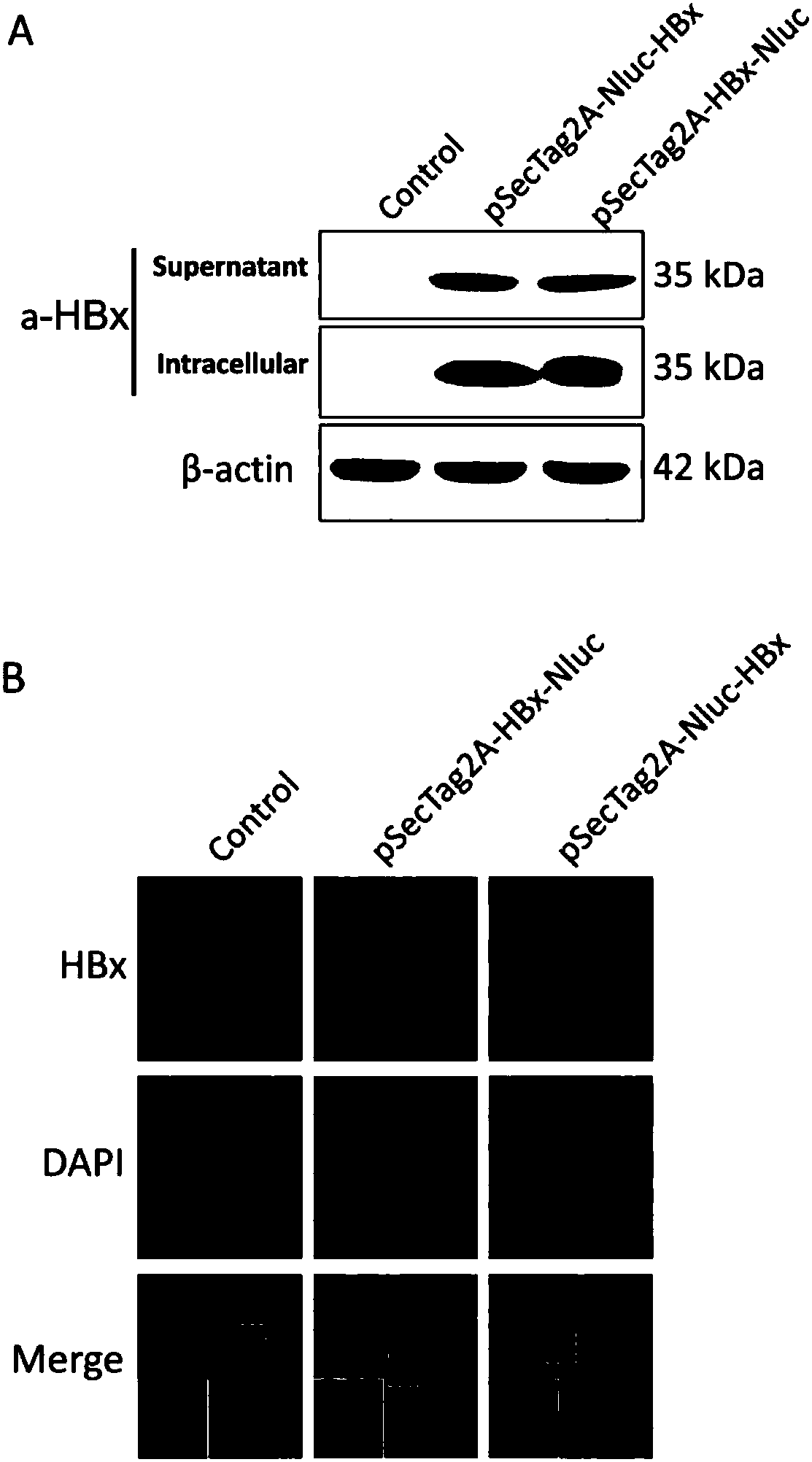 Method for evaluating X protein binding molecule of human hepatitis C virus