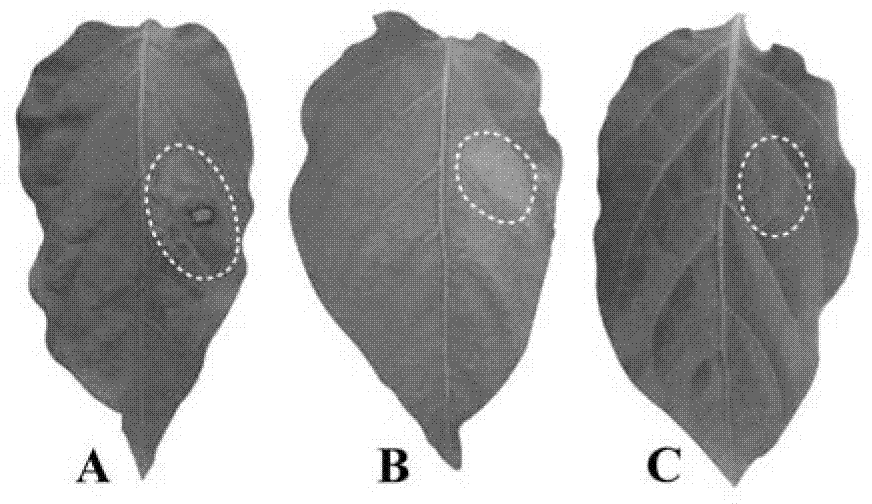 Carnitine acyltransferase PCCAT1 from Phytophthora capsici, and coding gene and application thereof