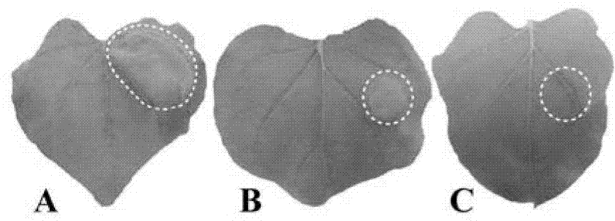 Carnitine acyltransferase PCCAT1 from Phytophthora capsici, and coding gene and application thereof