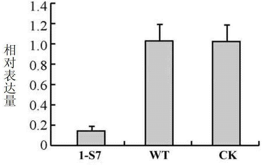 Carnitine acyltransferase PCCAT1 from Phytophthora capsici, and coding gene and application thereof