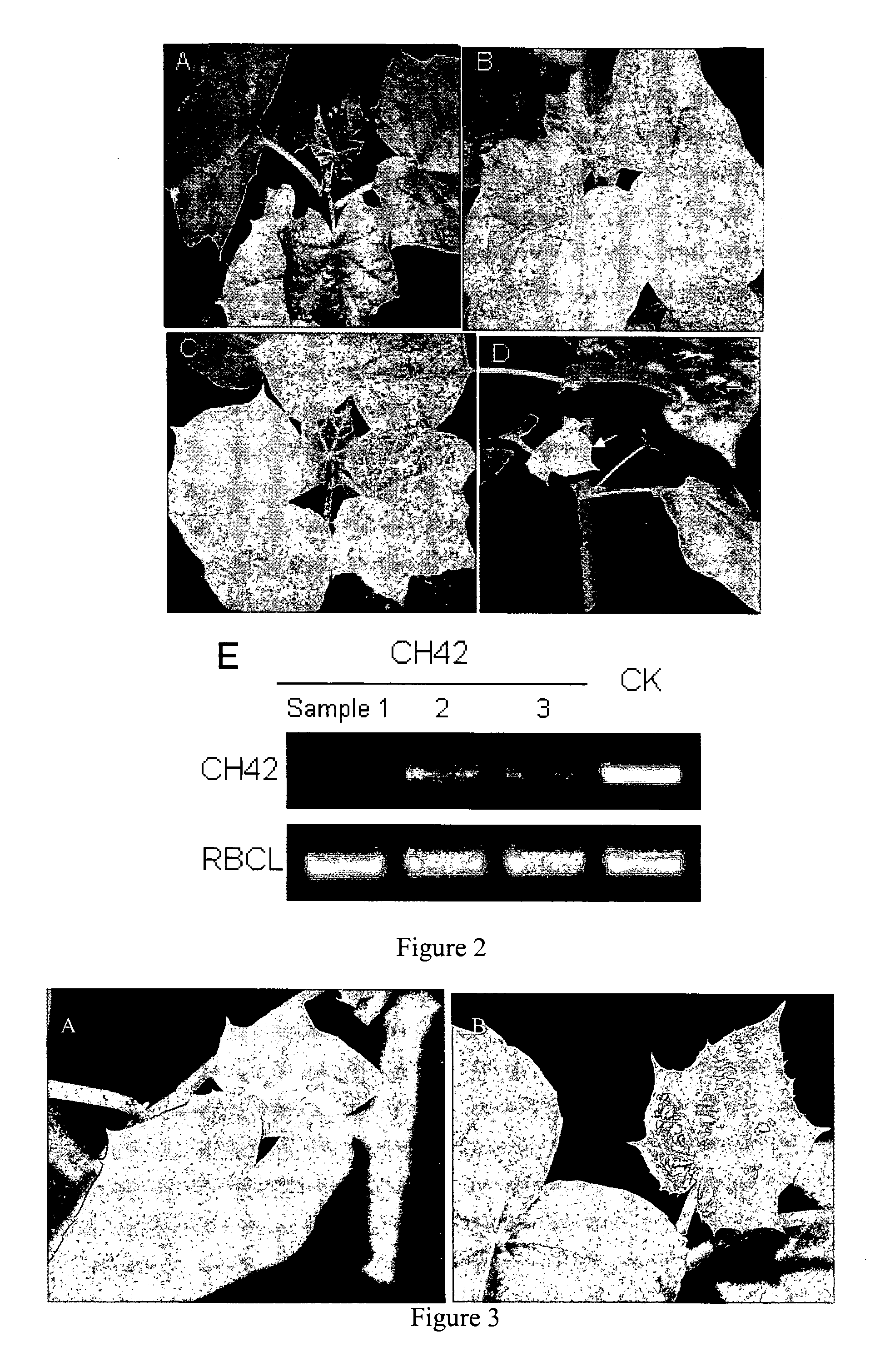 Functional analysis of Jatropha curcas genes