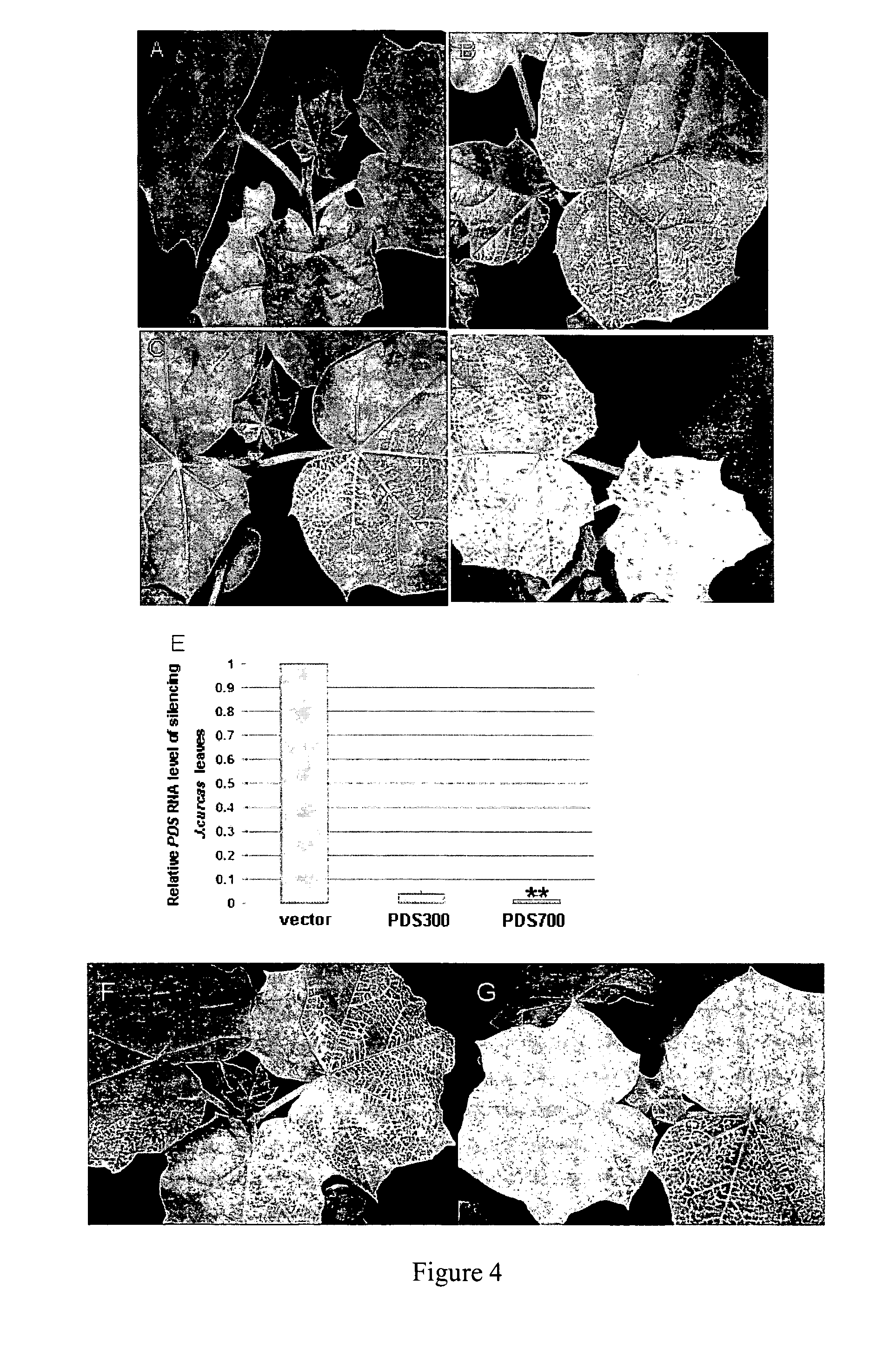 Functional analysis of Jatropha curcas genes