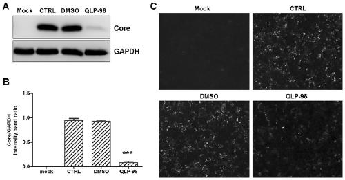 Purpose of synthetic peptide to preparation of medicine for preventing and treating hepatitis virus infection