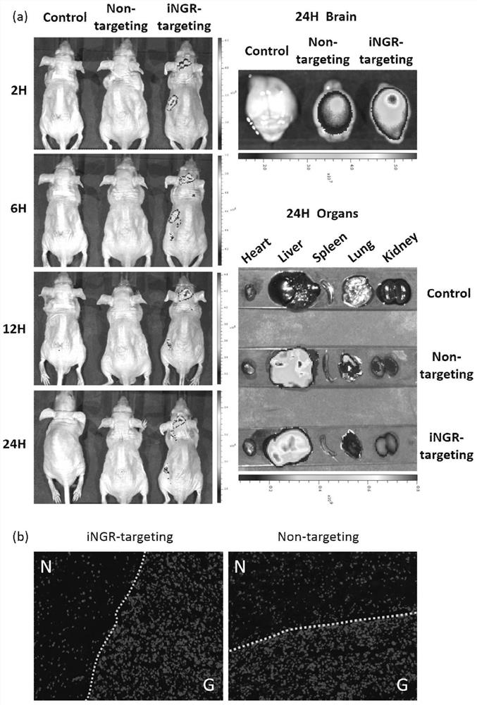 An ingr-modified glioma-targeted self-assembled RNAi nano-drug delivery system and its preparation method