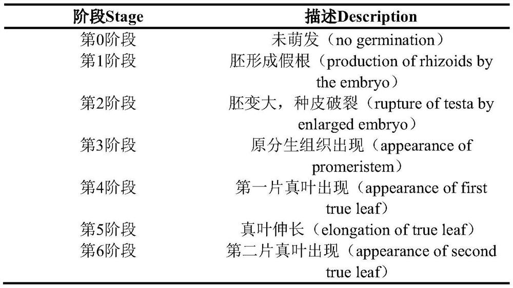 A kind of symbiosis system establishment method of the fungi of the genus Colloidal fungus that promotes the germination of sclerophylla and cattleya