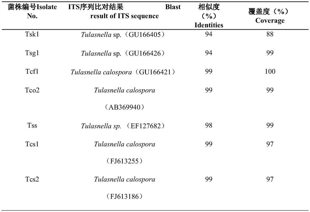 A kind of symbiosis system establishment method of the fungi of the genus Colloidal fungus that promotes the germination of sclerophylla and cattleya