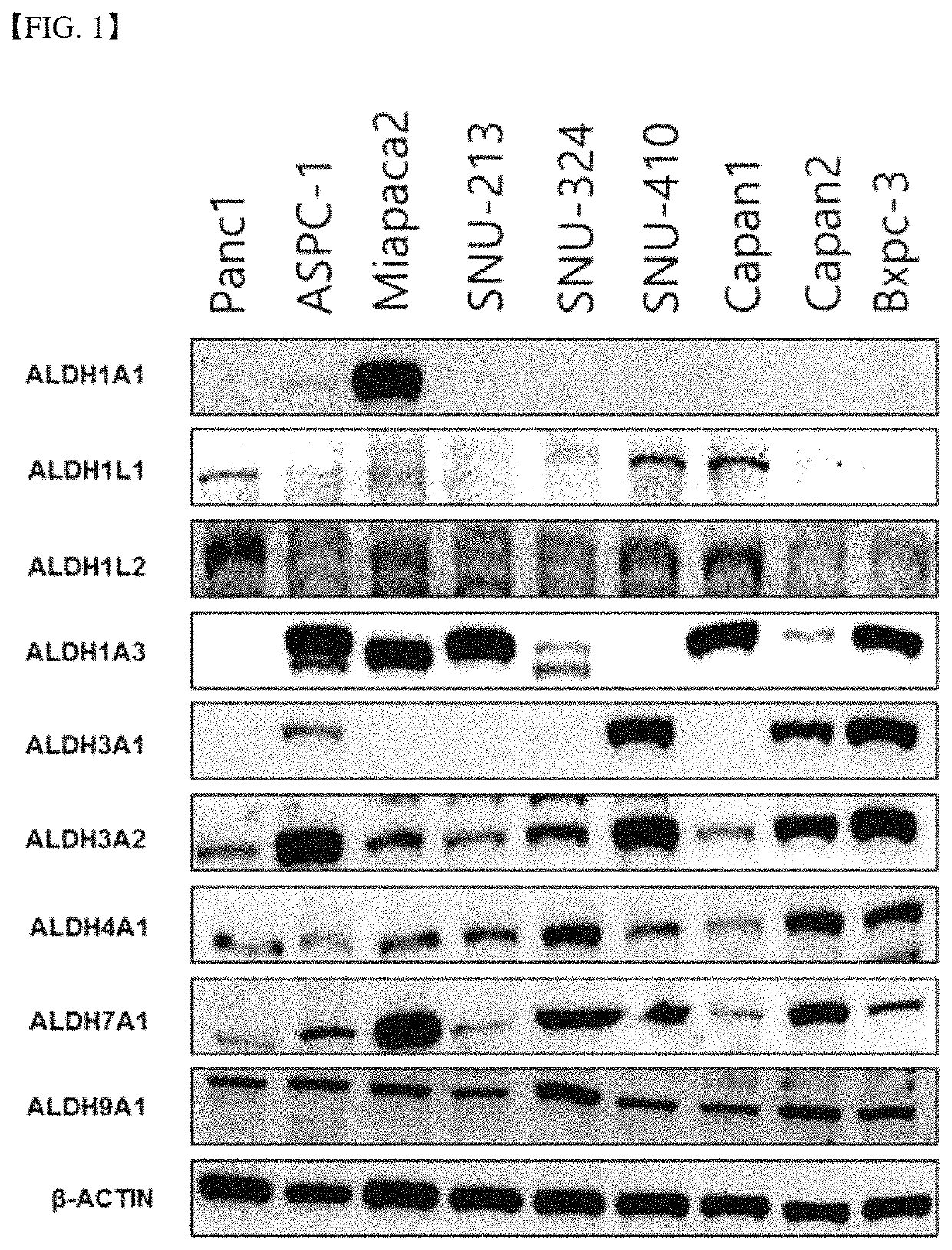 Pharmaceutical composition for preventing and treating pancreatic cancer, containing gossypol and phenformin as active ingredients