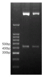 Method and kit for detecting Ras activity of small molecular G protein by utilizing GST pull-down and Western-Blot
