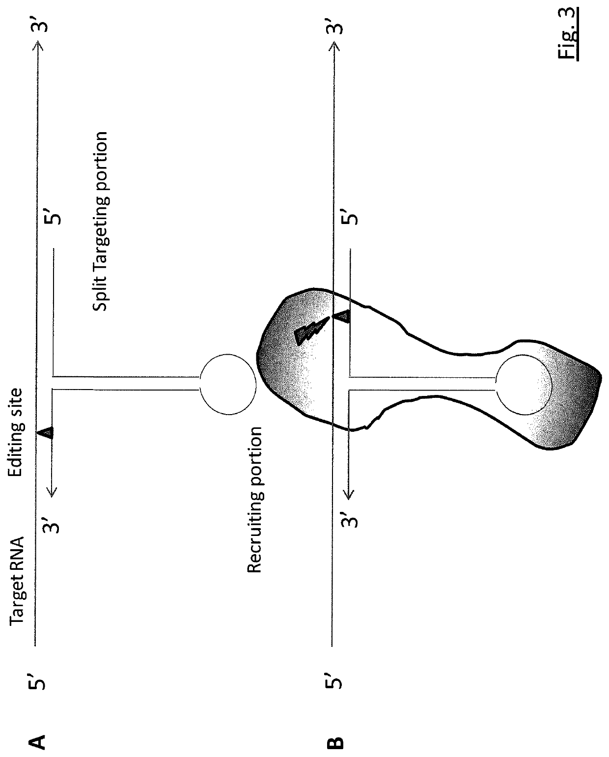 Targeted RNA editing