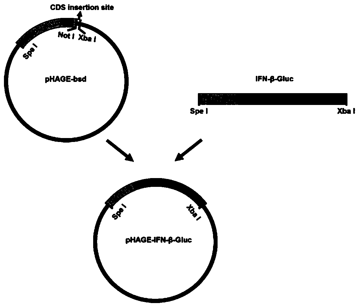 Reporter gene cell line and construction method and application thereof