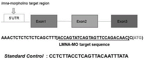 Method for down-regulating zebra fish lmna gene by using morpholino and established progeria disease model