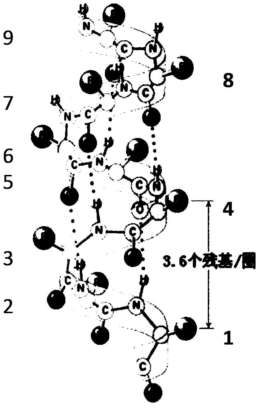 Amphiphilic alpha helix self-assembling peptide and application thereof