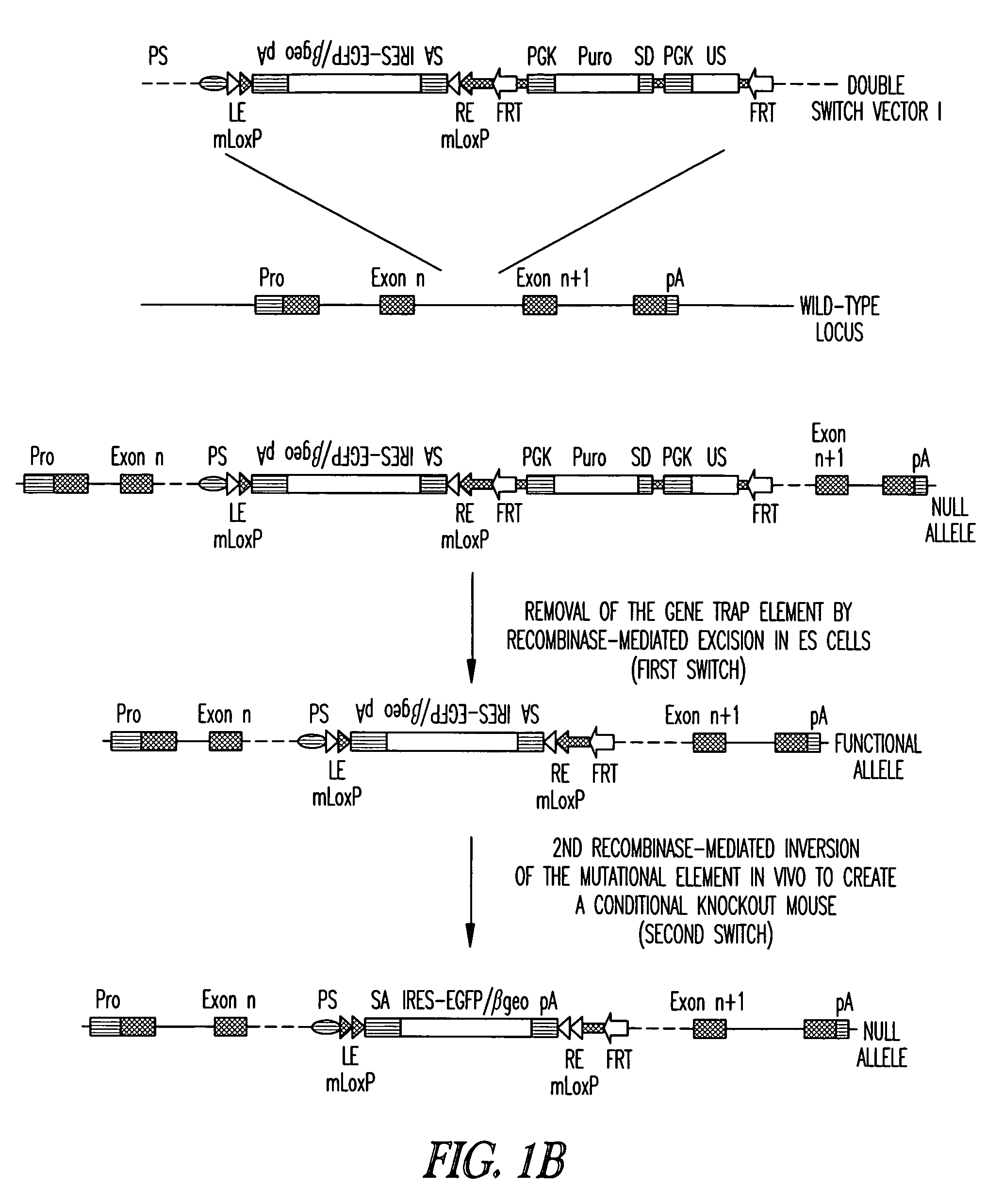 Vectors for conditional gene inactivation