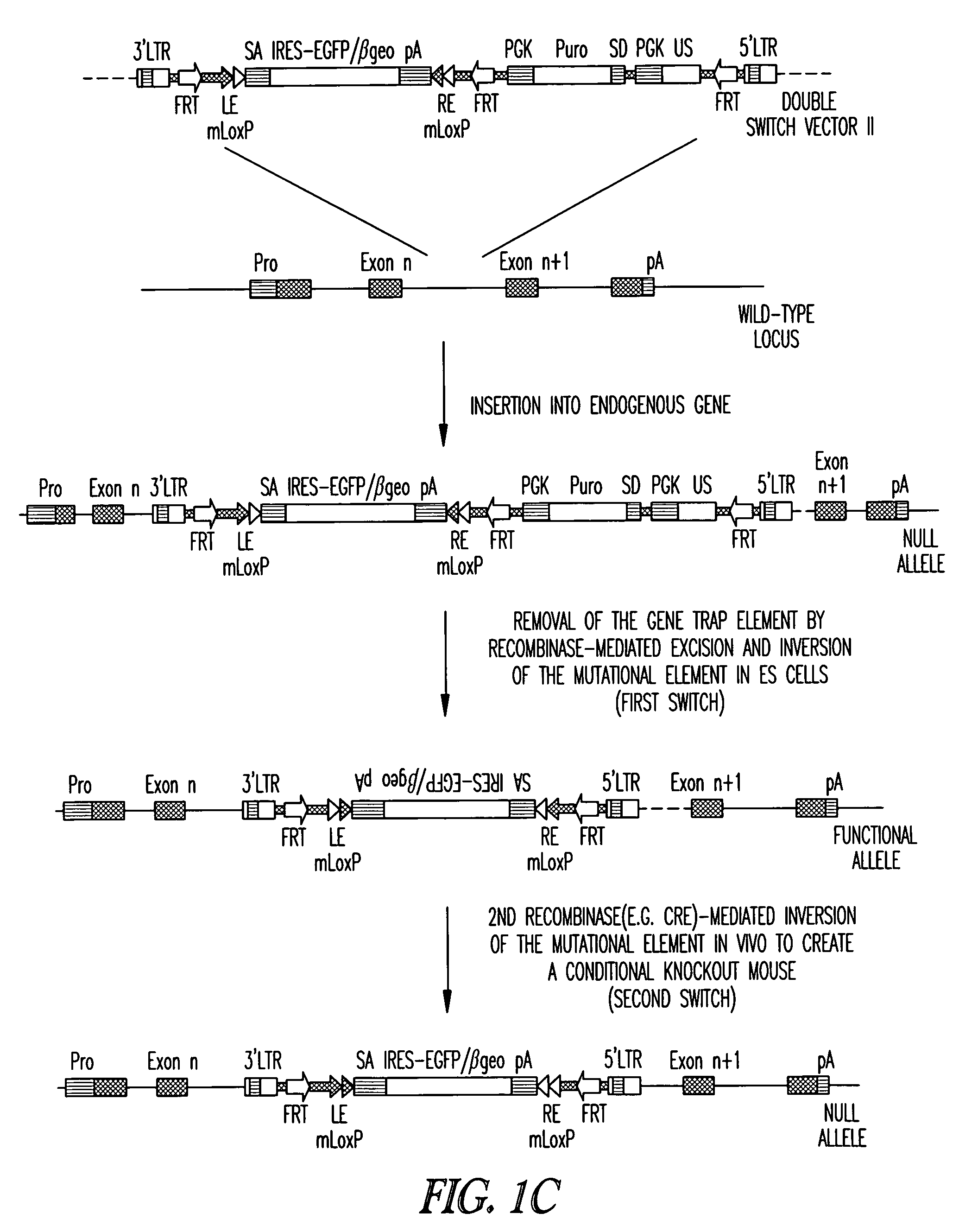 Vectors for conditional gene inactivation