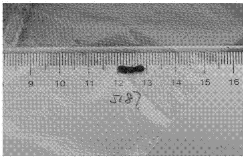 Artificially-compounded feed for developing sexual gland of parent Chinese sturgeon and preparation method and application