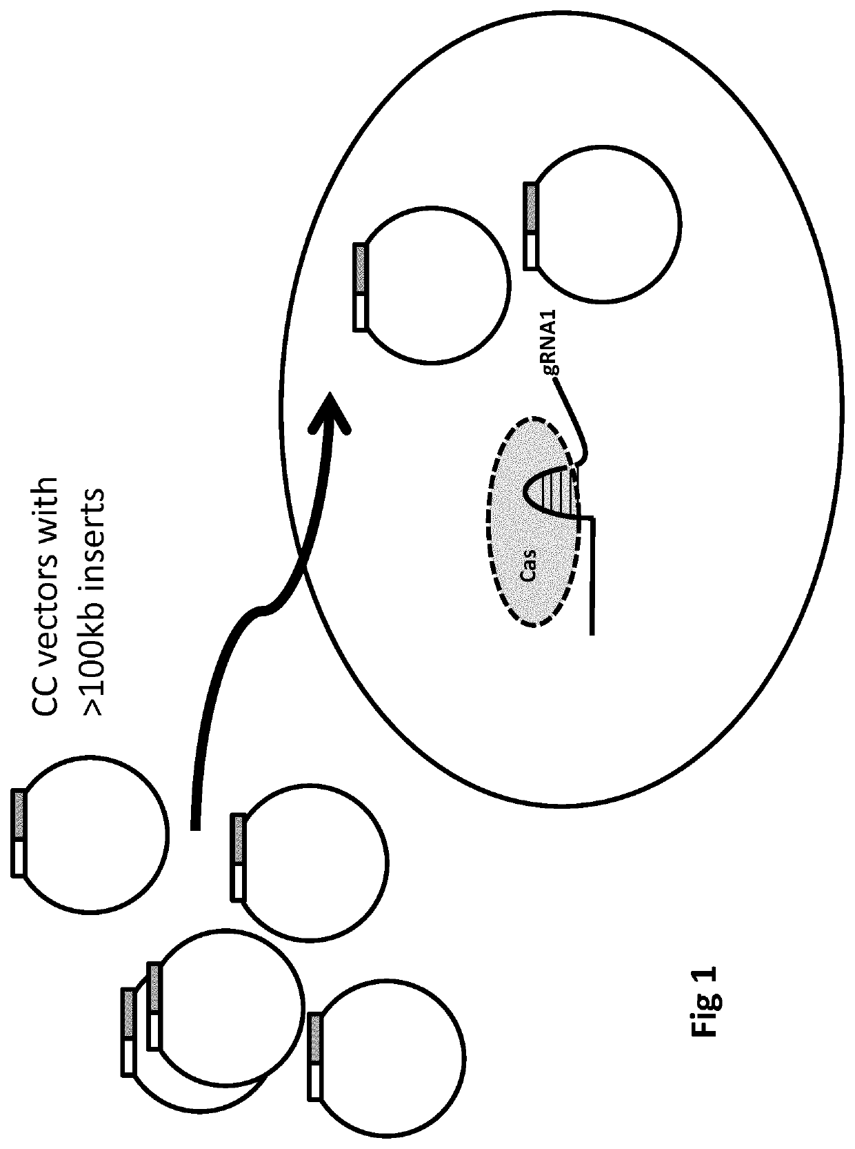 Recombinogenic nucleic acid strands in situ