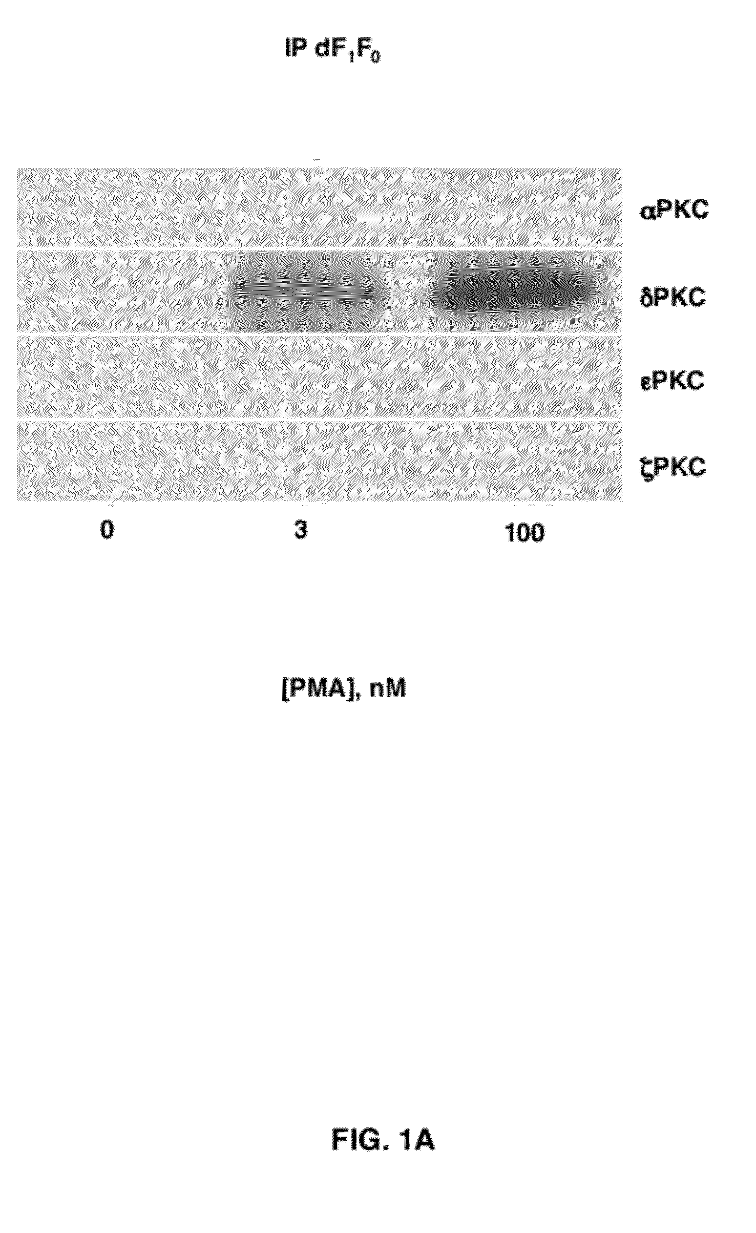 Peptide Modulators of the deltaPKC Interaction with the d Subunit of F1F0 ATP Synthase/ATPase and Uses Thereof