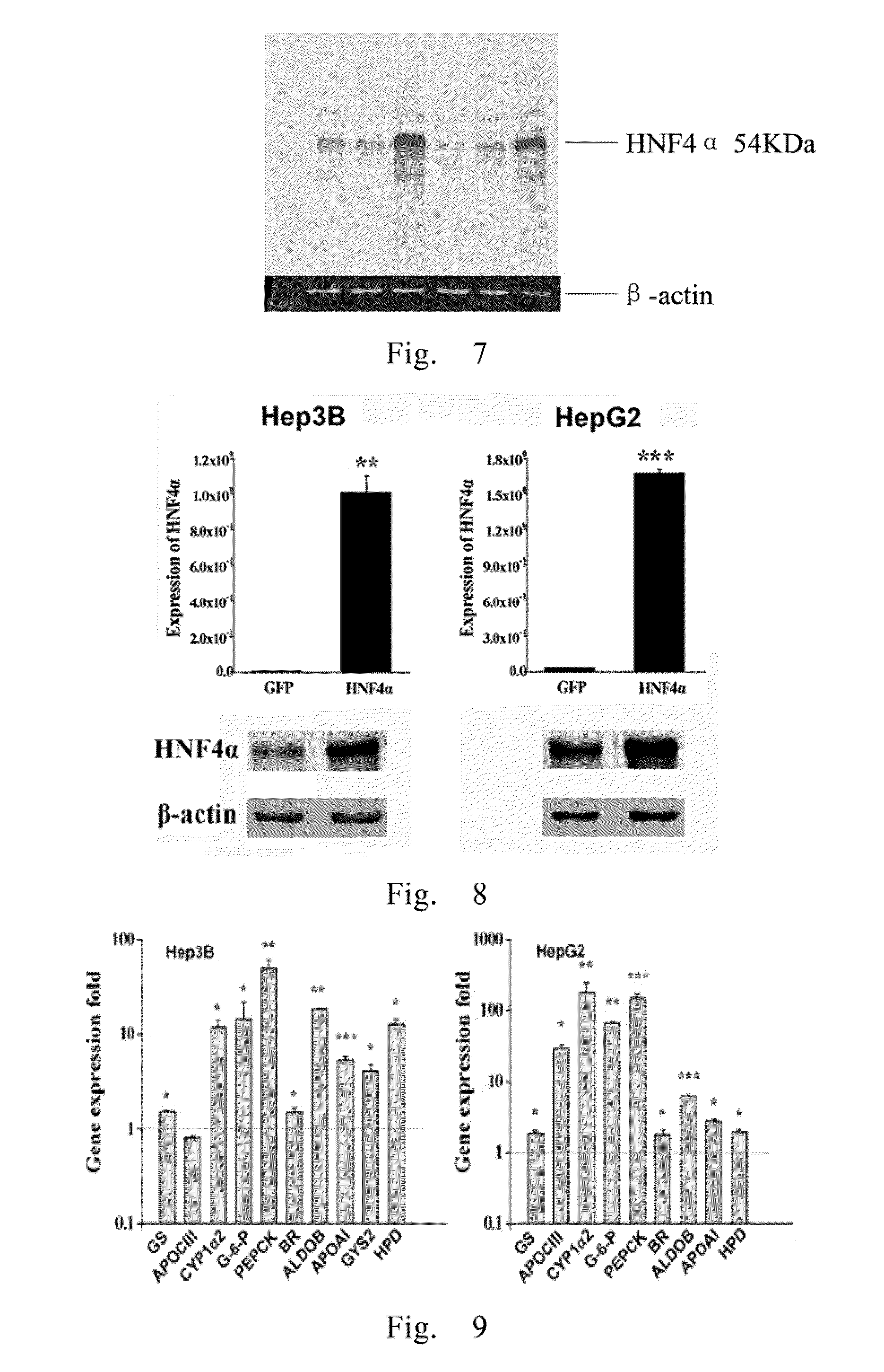 Use of hnf4alpha for treatment of human malignant solid tumors through induction-differentiation therapy