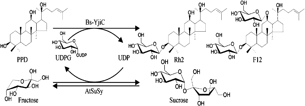 Preparation method and application of non-natural ginsenoside
