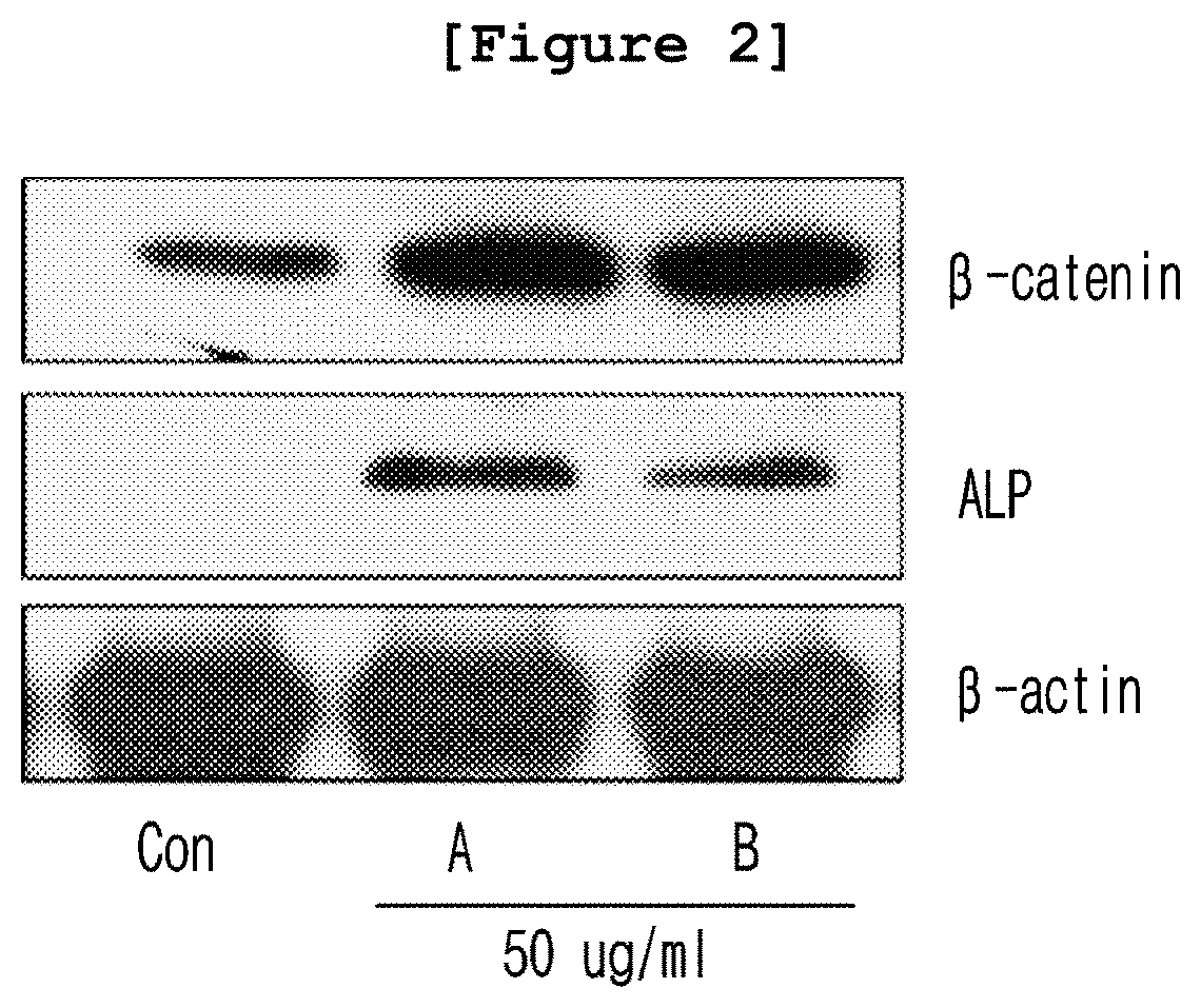 Pharmaceutical composition for the prevention or treatment of alopecia comprising eremochloa ophiuroides extract or fractions thereof as an active ingredient